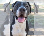 Small American Pit Bull Terrier Mix