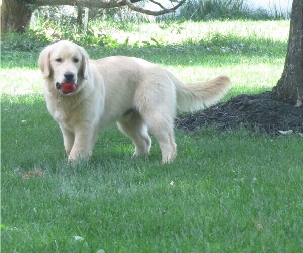 Medium Photo #10 Golden Retriever Puppy For Sale in MECHANICSVILLE, MD, USA
