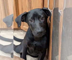 German Shepherd Dog-Unknown Mix Dogs for adoption in Aurora, CO, USA