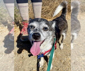 Calvin - Male Chihuahua-Unknown Mix Dog for Adoption - Photo #3