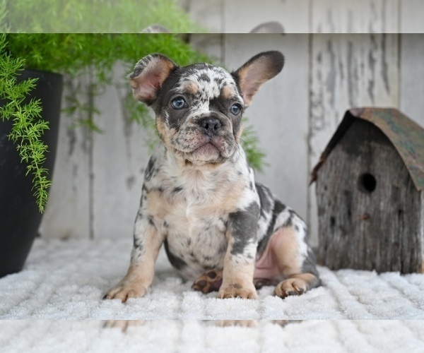 Medium Photo #5 French Bulldog Puppy For Sale in MILLERSBURG, OH, USA