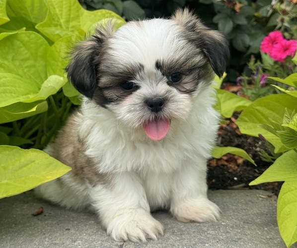 Medium Photo #1 Shih Tzu Puppy For Sale in CANOGA, NY, USA