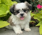 Small Shih Tzu