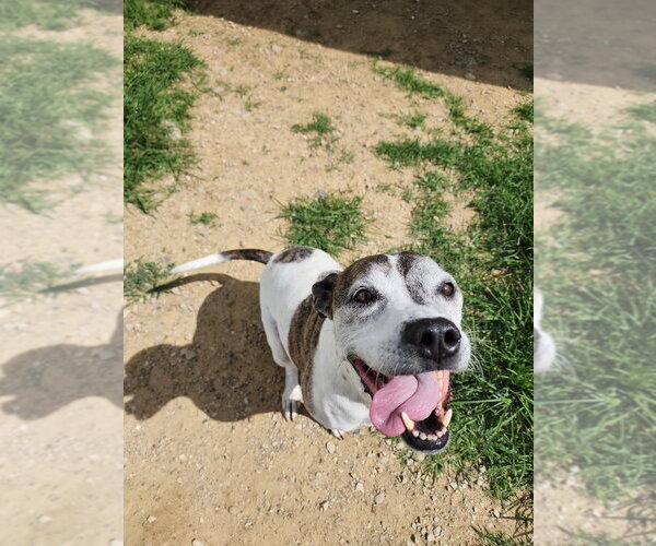 Medium Photo #7 Boxer-Unknown Mix Puppy For Sale in Evansville, IN, USA