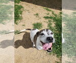 Small #6 Boxer Mix