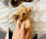 Small Photo #15 Yorkshire Terrier Puppy For Sale in LA SIERRA, CA, USA