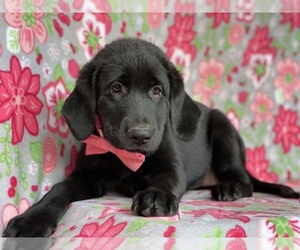 Shepradors Puppy for sale in LANCASTER, PA, USA