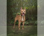 Small #5 Mutt