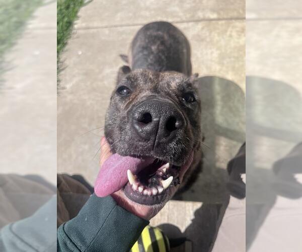 Medium Photo #1 Holland Shepherd-Unknown Mix Puppy For Sale in Grand Prairie, TX, USA