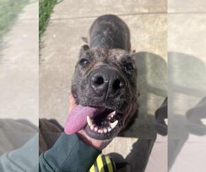 Holland Shepherd-Unknown Mix Dogs for adoption in Grand Prairie, TX, USA