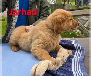 Golden Retriever Puppy for sale in FREMONT, MI, USA