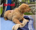 Image preview for Ad Listing. Nickname: Jarhad