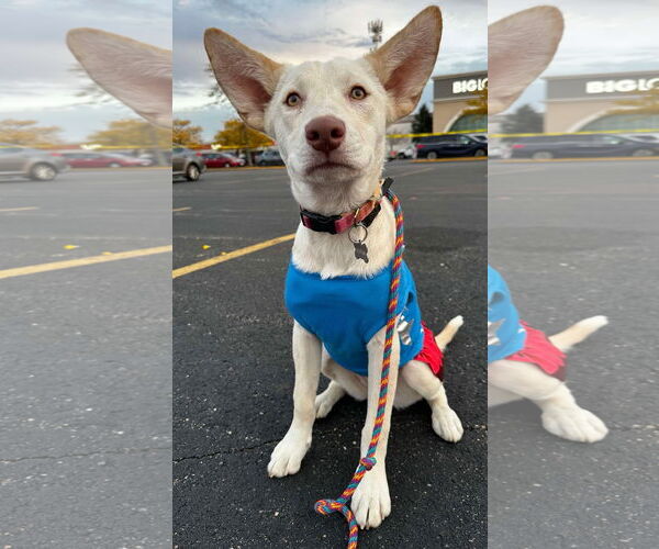 Medium Photo #10 Siberian Husky-Unknown Mix Puppy For Sale in Germantown, OH, USA