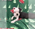 Small #7 Boston Terrier