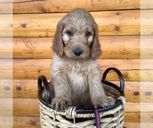 Irish Doodle-Poodle (Standard) Mix Puppy for sale in CANON CITY, CO, USA