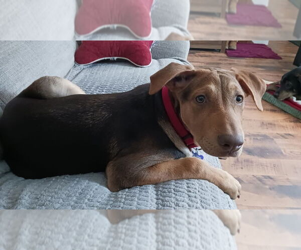 Medium Photo #7 Labrador Retriever-Unknown Mix Puppy For Sale in Oak Bluffs, MA, USA