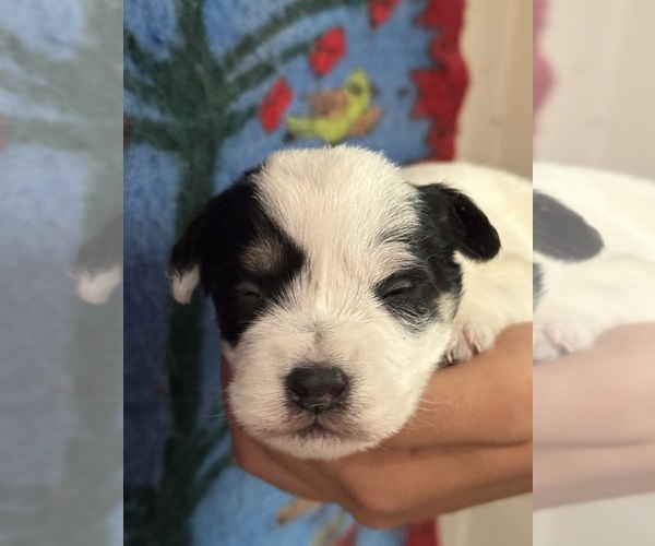 Medium Photo #1 Pembroke Welsh Corgi-Poodle (Miniature) Mix Puppy For Sale in LONGMONT, CO, USA