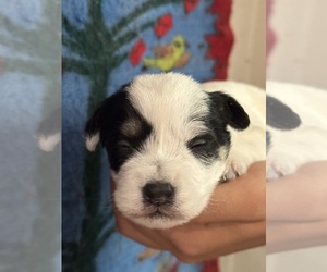 Pembroke Welsh Corgi-Poodle (Miniature) Mix Puppy for sale in LONGMONT, CO, USA