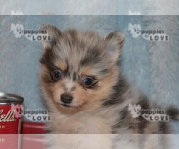 Medium Photo #5 Pomeranian Puppy For Sale in SANGER, TX, USA