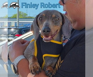 Finley Robert+ - Male Dachshund Dog for Adoption - Photo #2