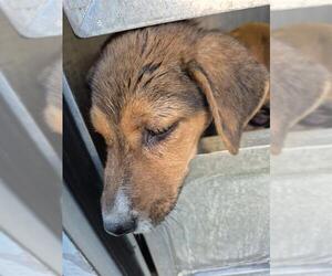 Mutt Dogs for adoption in San Antonio, TX, USA