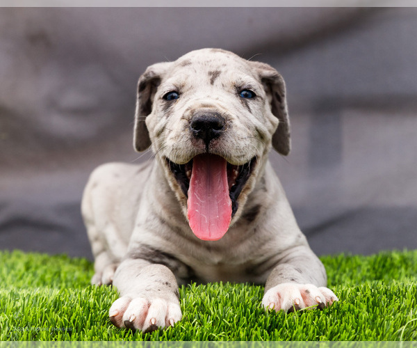 Medium Photo #7 Great Dane Puppy For Sale in WAKARUSA, IN, USA