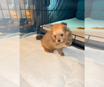 Small Photo #4 Pomeranian Puppy For Sale in KANSAS CITY, KS, USA