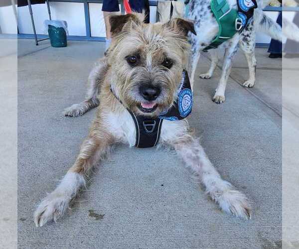 Medium Photo #2 Mutt Puppy For Sale in Bethesda, MD, USA