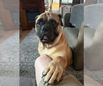 Hope - Female Bullmastiff Dog for Adoption - Small photo