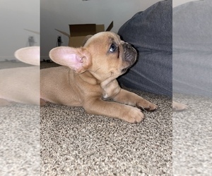 French Bulldog Puppy for sale in COTTONWOOD, CA, USA