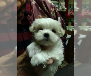 Maltese Puppy for sale in CANONSBURG, PA, USA
