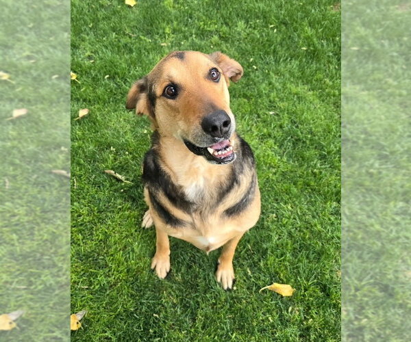 Medium Photo #1 German Shepherd Dog-Unknown Mix Puppy For Sale in phoenix, AZ, USA