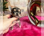 Small #1 Chihuahua