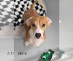 Elmer - Male Bagle Hound Dog for Adoption - Small photo