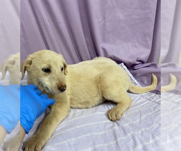 Medium Photo #1 Anatolian Pyrenees Puppy For Sale in Modesto, CA, USA