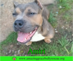 Small #2 American Staffordshire Terrier