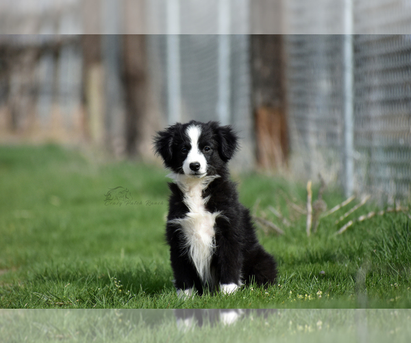 Medium Photo #2 Miniature American Shepherd Puppy For Sale in BENTON CITY, WA, USA