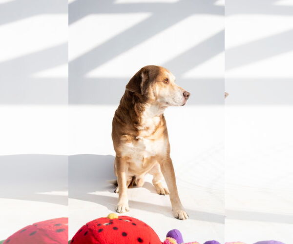 Medium Photo #2 Mutt Puppy For Sale in Jackson, MS, USA