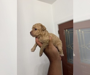 Chihuahua Puppy for sale in DEL VALLE, TX, USA