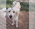 Small #1 Golden Pyrenees