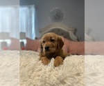 Small #7 Golden Retriever