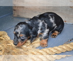 Small Photo #24 Dachshund Puppy For Sale in GREENWOOD, WI, USA