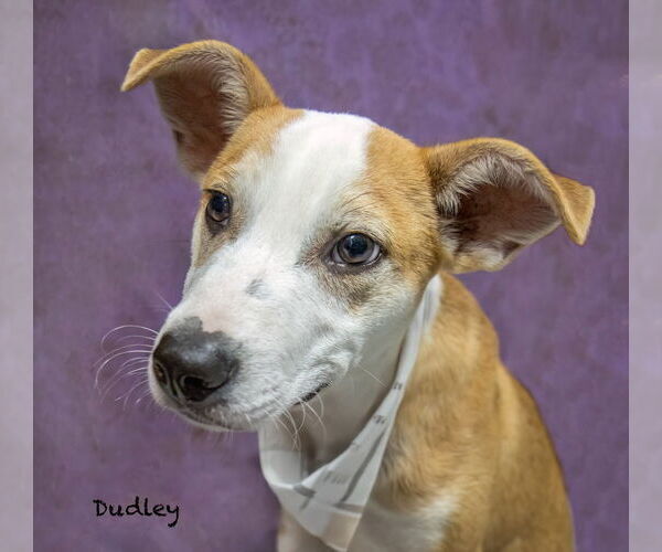 Medium Photo #2 Mutt Puppy For Sale in Hot Springs Village, AR, USA
