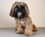 Small Photo #1 Maltipoo-Shih Tzu Mix Puppy For Sale in SAN DIEGO, CA, USA