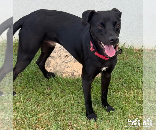 Medium Photo #3 Labrador Retriever-Unknown Mix Puppy For Sale in Washington, DC, USA