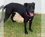 Small #2 Labrador Retriever Mix