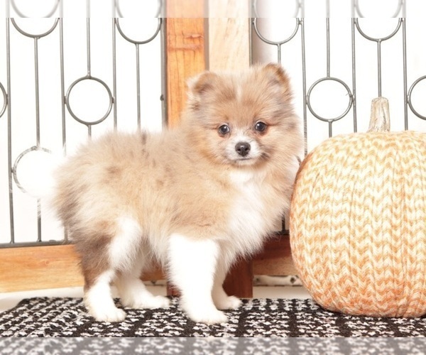 Medium Photo #2 Pomeranian Puppy For Sale in NAPLES, FL, USA