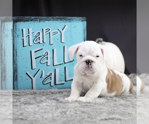 English Bulldog Puppy for sale in LAKEWOOD VILLAGE, TX, USA