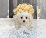 Image preview for Ad Listing. Nickname: Tessa