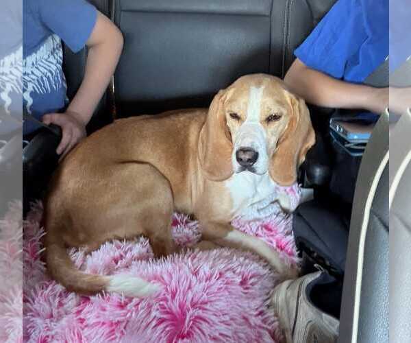 Medium Photo #7 Beagle Puppy For Sale in Dunnellon, FL, USA